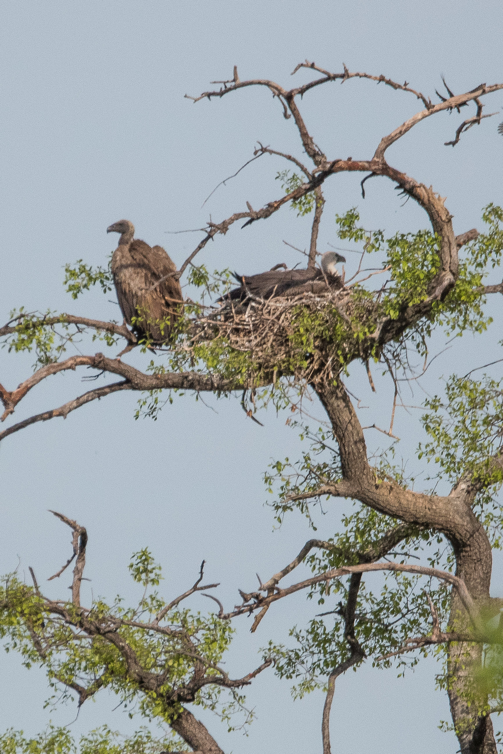 Vautours Africains (White-backed vulture, Gyps Africanus), sur et auprès d’un  nid, Chobe National Park, Botswana.